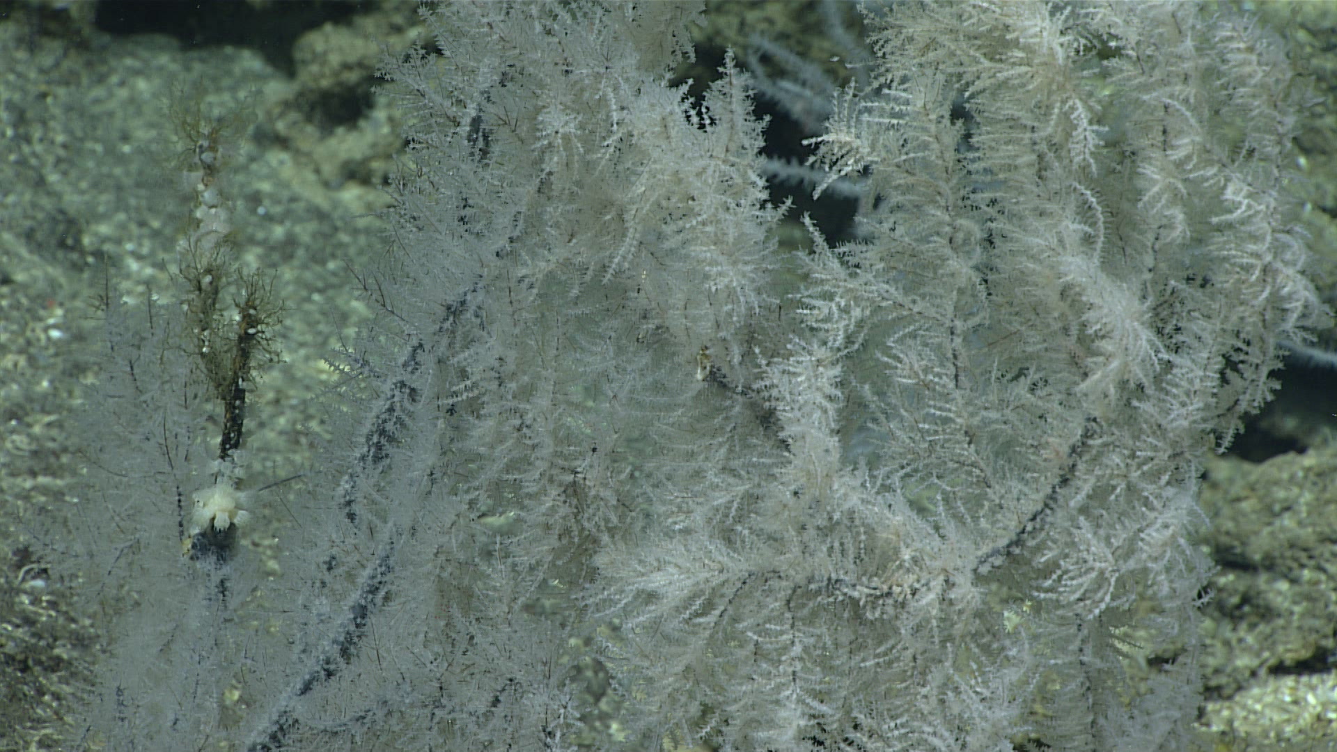 Myriopathes Opresko, 2001
