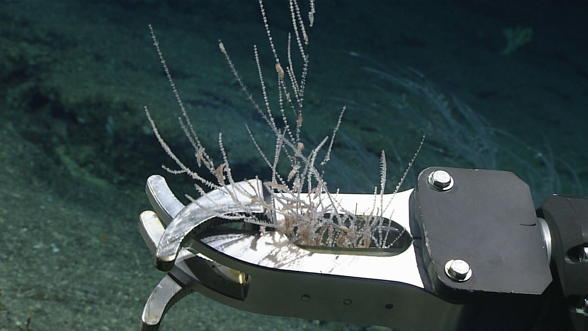 Myriopathes Opresko, 2001