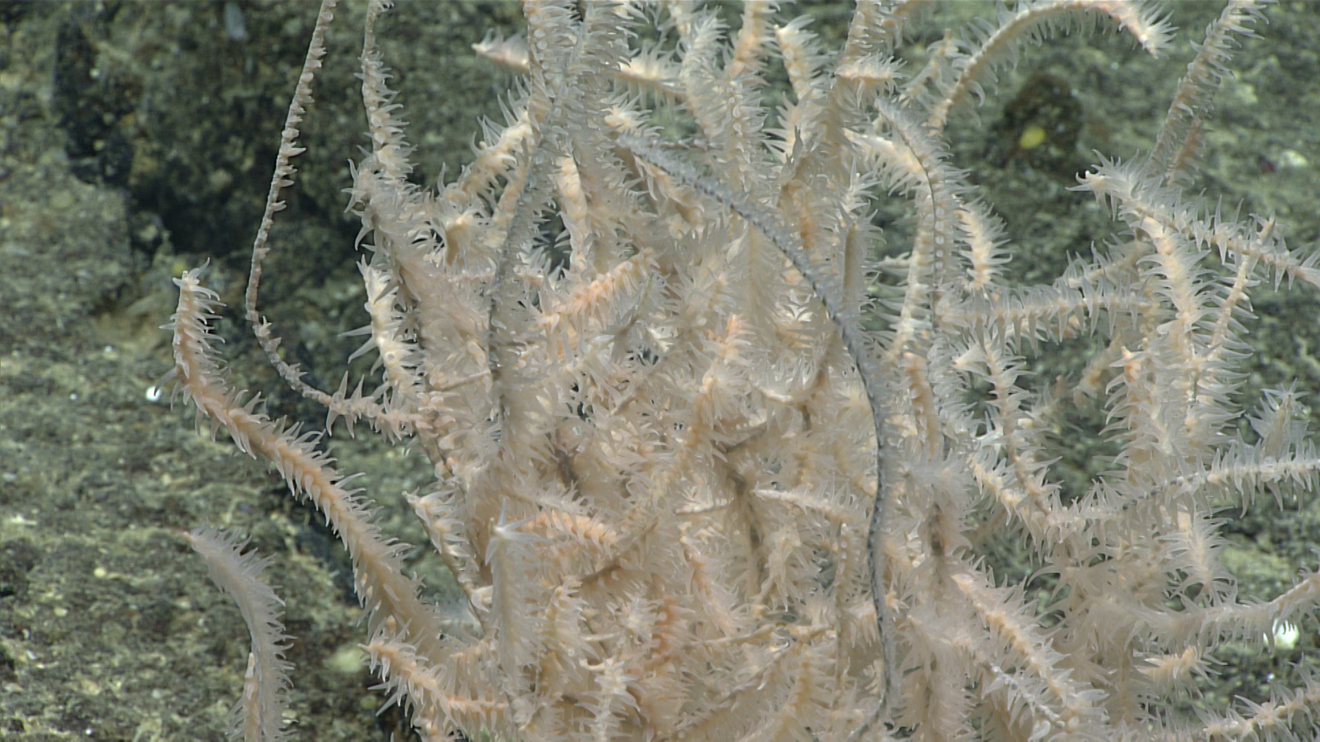 Myriopathes Opresko, 2001