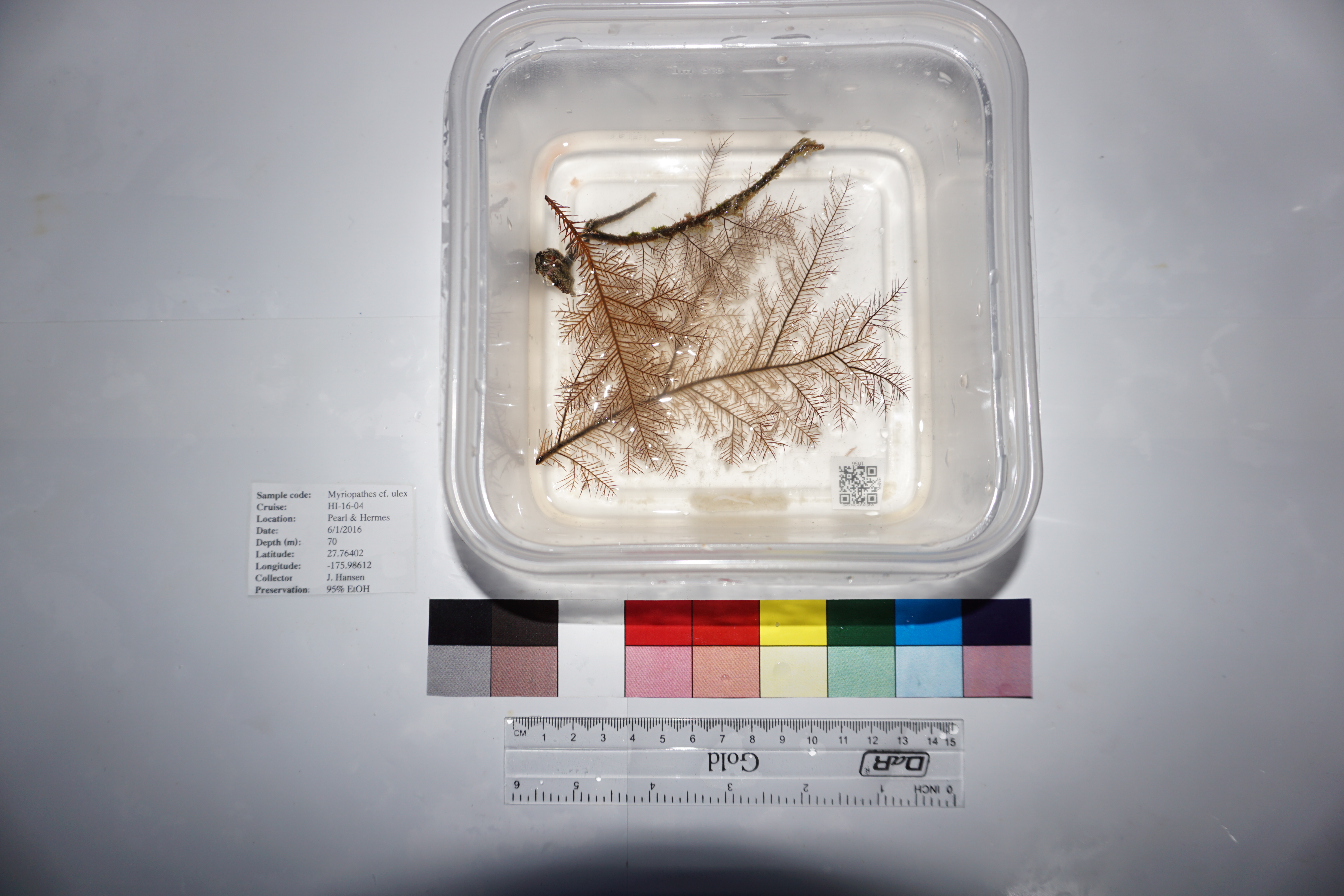 Myriopathes ulex (Ellis & Solander, 1786)