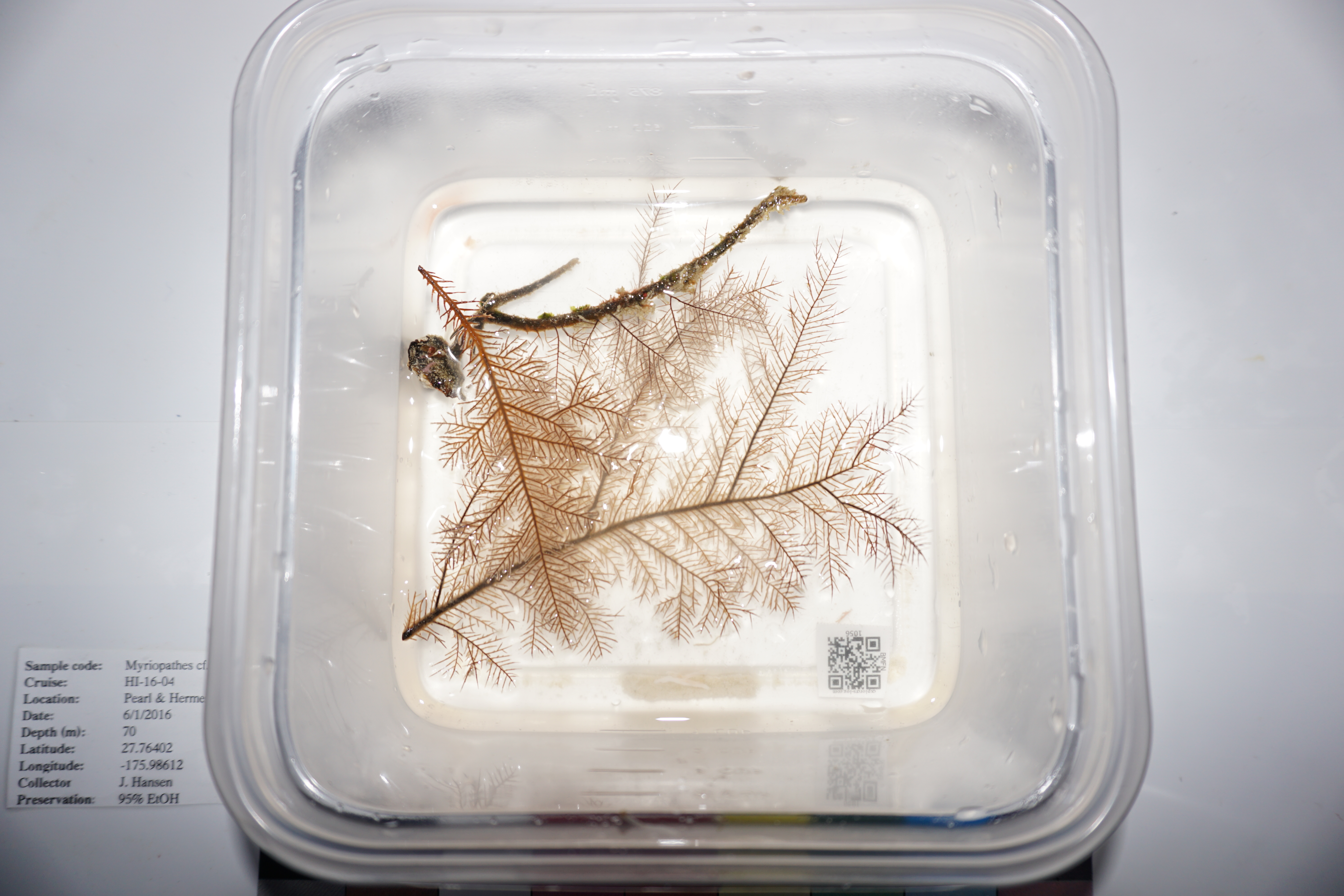 Myriopathes ulex (Ellis & Solander, 1786)