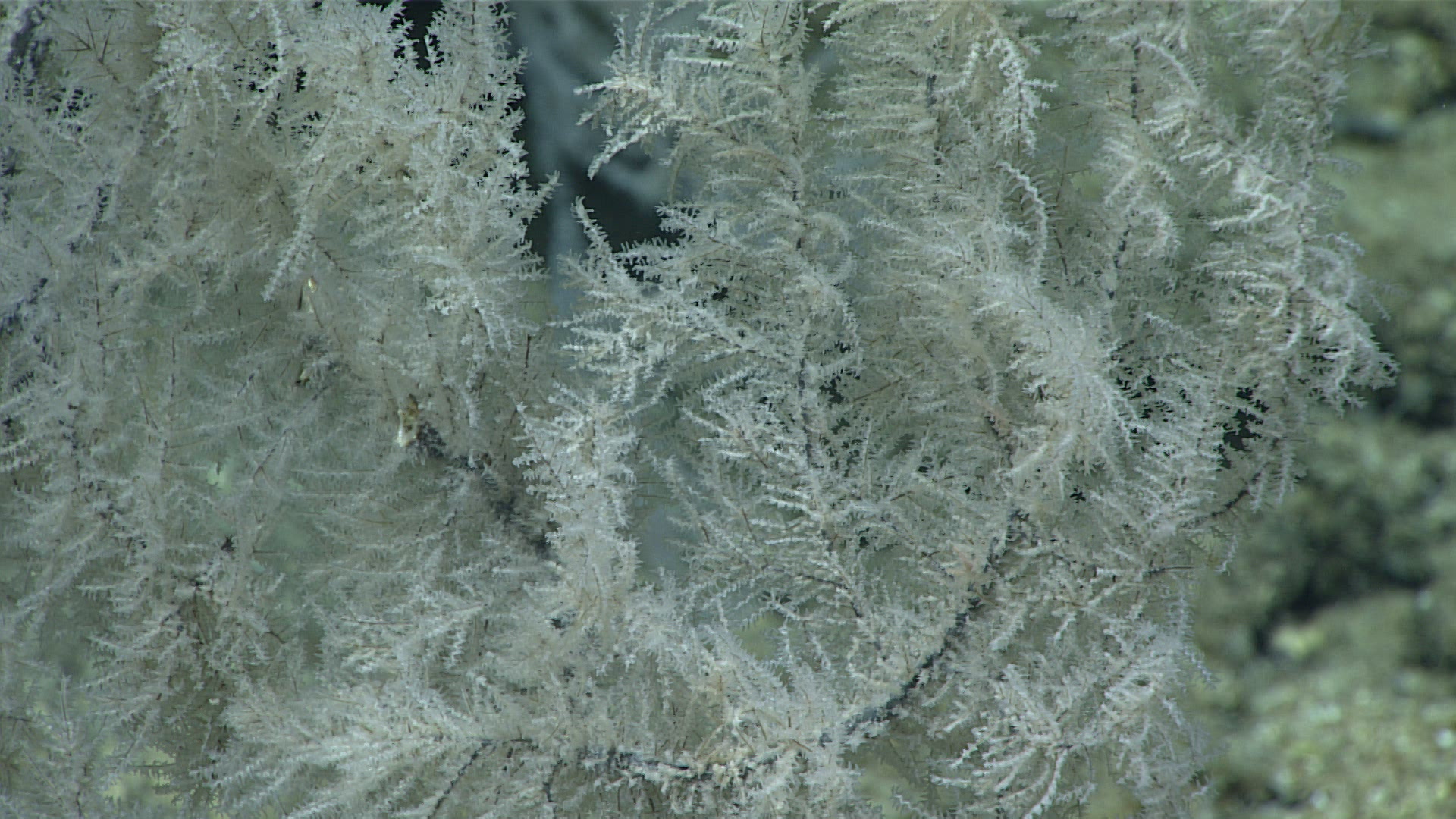 Myriopathes Opresko, 2001