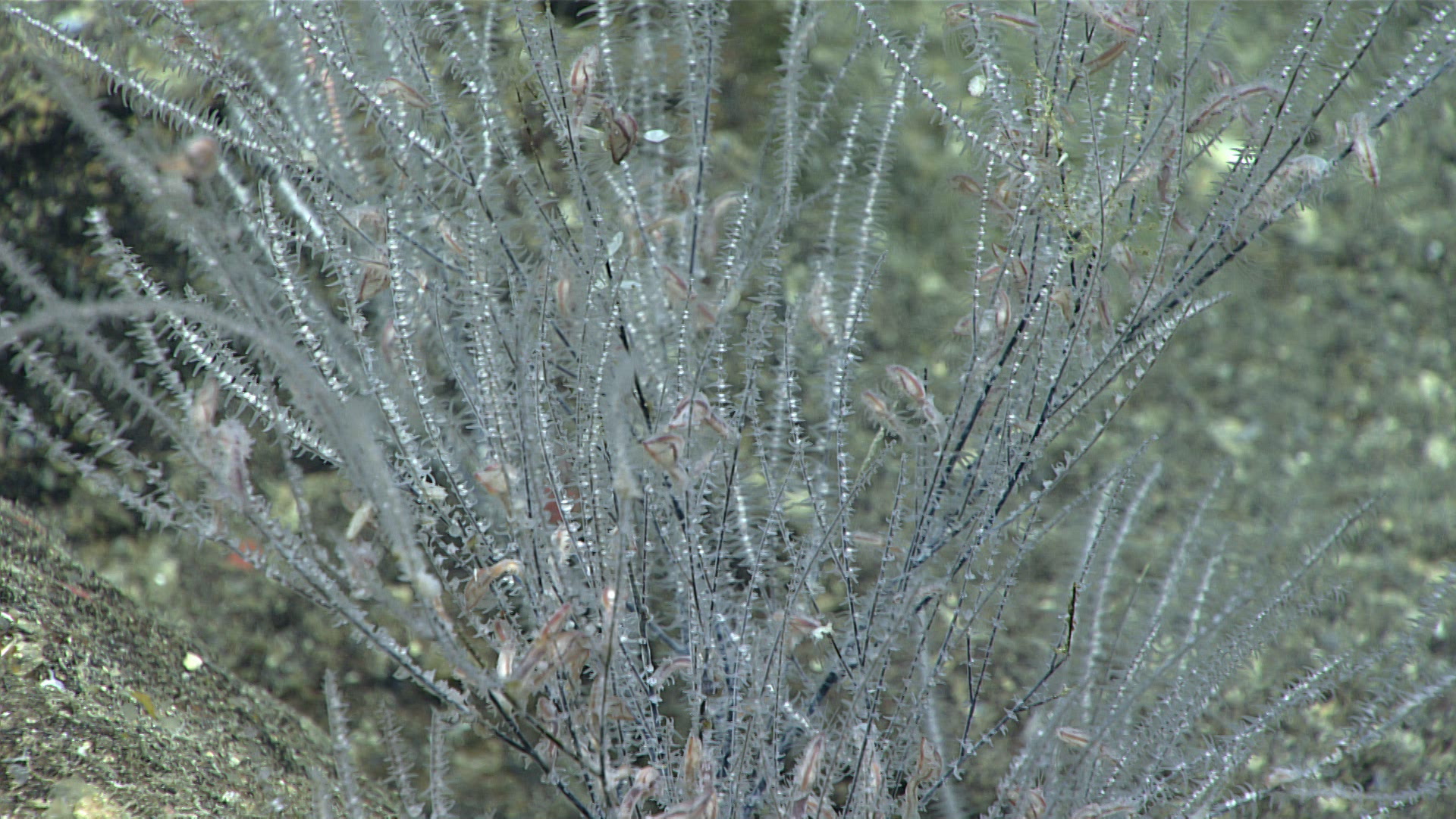 Myriopathes Opresko, 2001