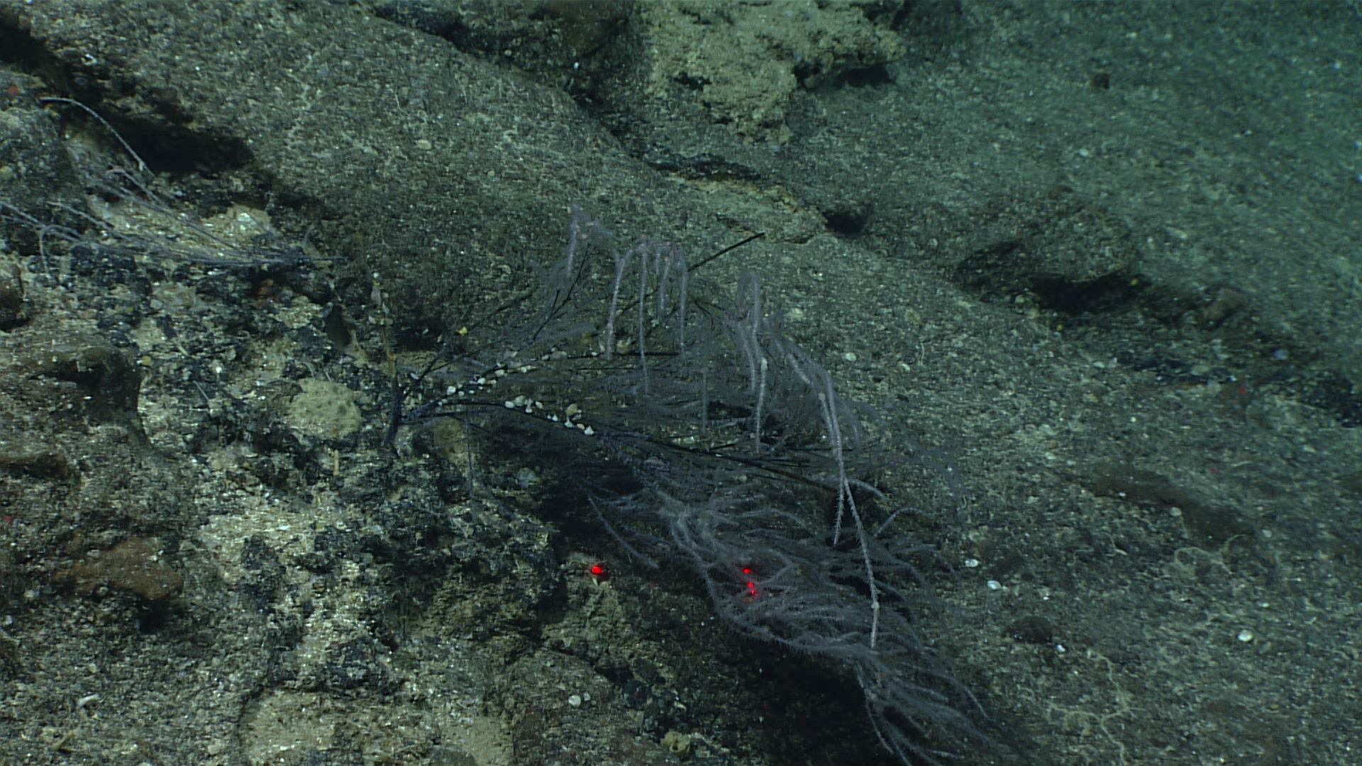 Myriopathes Opresko, 2001