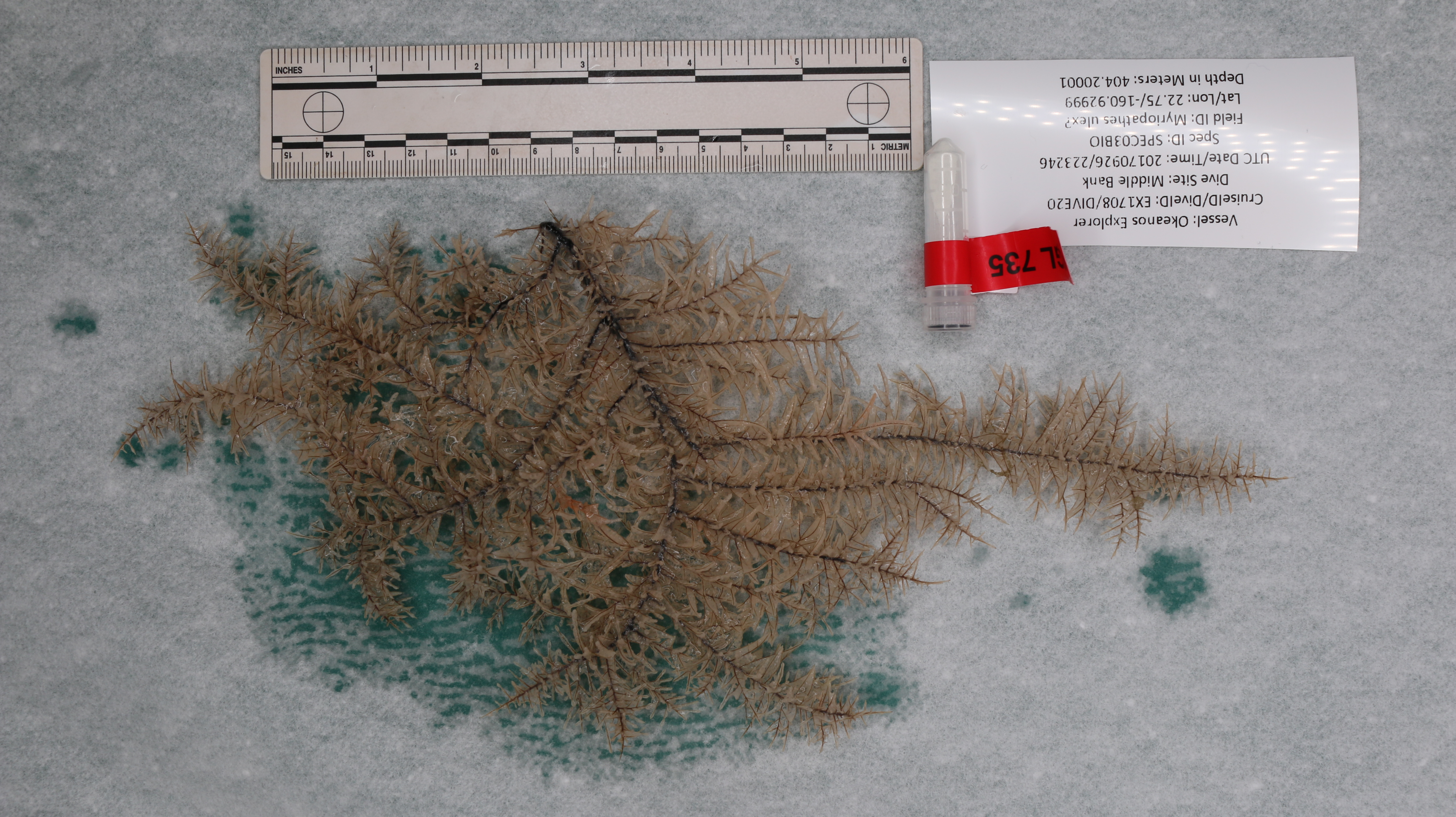 Myriopathes ulex (Ellis & Solander, 1786)